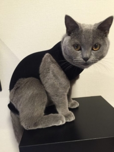 猫の術後服をタイツで作る エリザベスカラーが苦手な猫さん向け ねこ中心生活